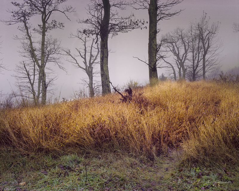 "Autumn Grasses, Shenandoah NP" -Limited Edition Print